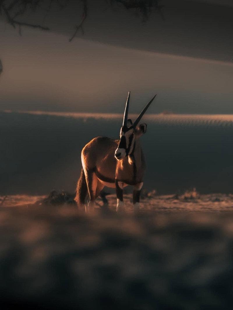 The iconic symbol of Namibia