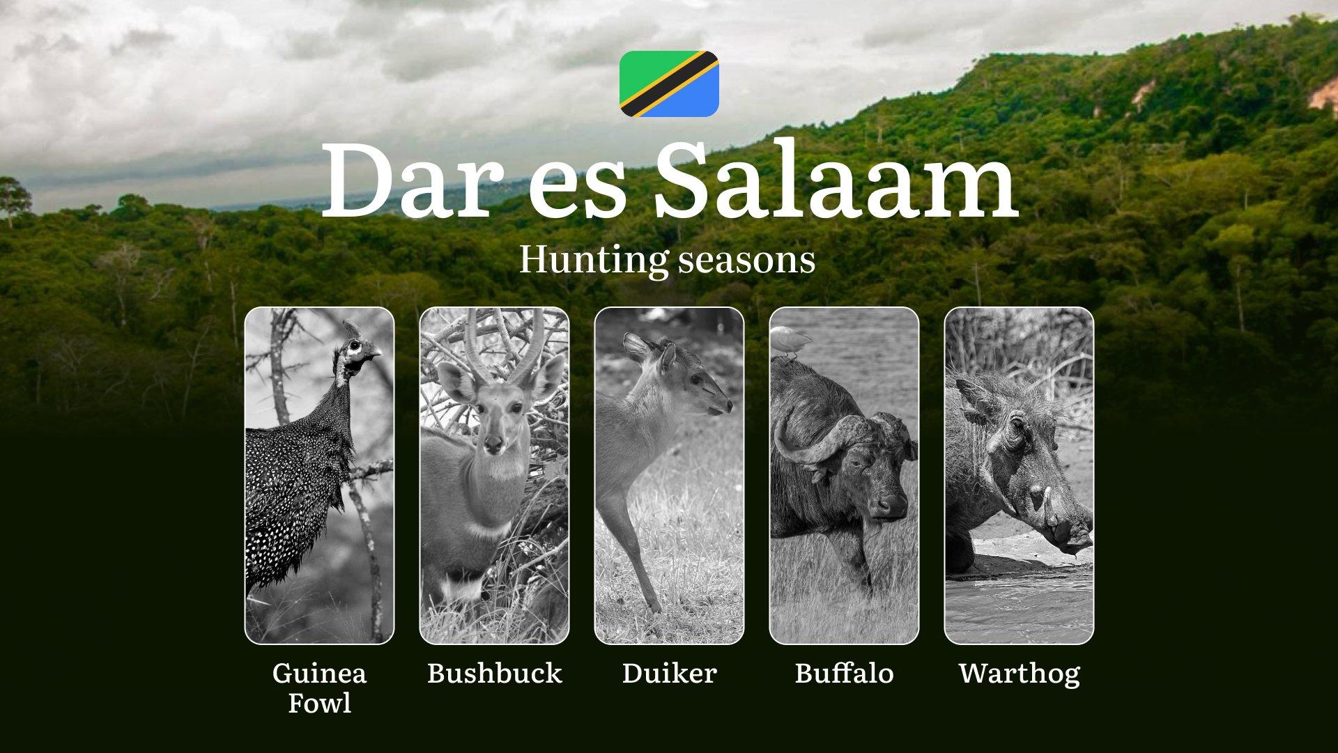 Hunting Periods and Permits in Dar es Salaam: A Detailed Look at Game Movement Throughout the Year, Seasonal Limits, and How to Apply for a Hunting License in the Area 