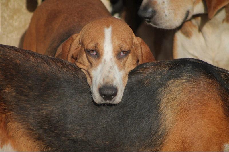 Les plus beaux modèles 🐶