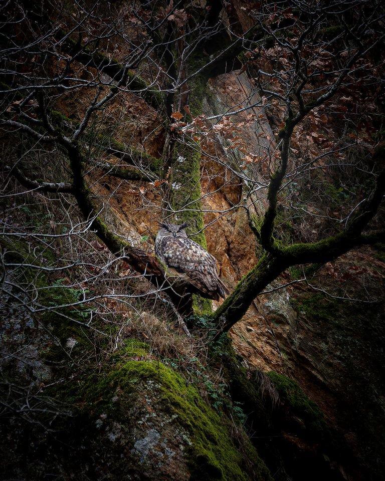 Après une bonne recherche dans les bois,j'ai eu le plaisir de photographier le Grand-Duc en plein sommeil.