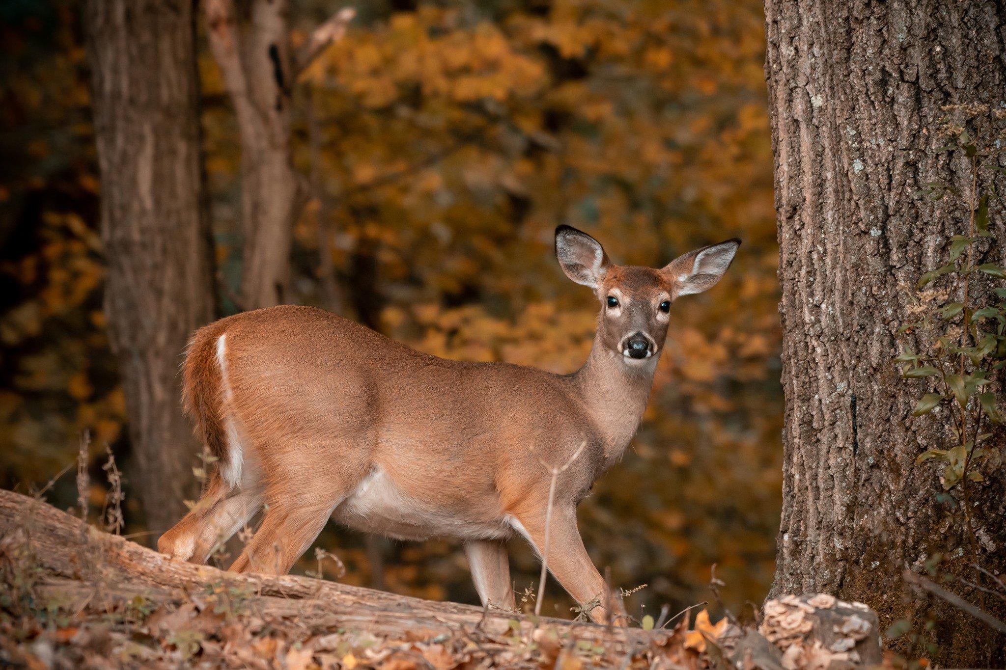 Maine and Massachusetts could soon see bans lifted on Sunday hunting