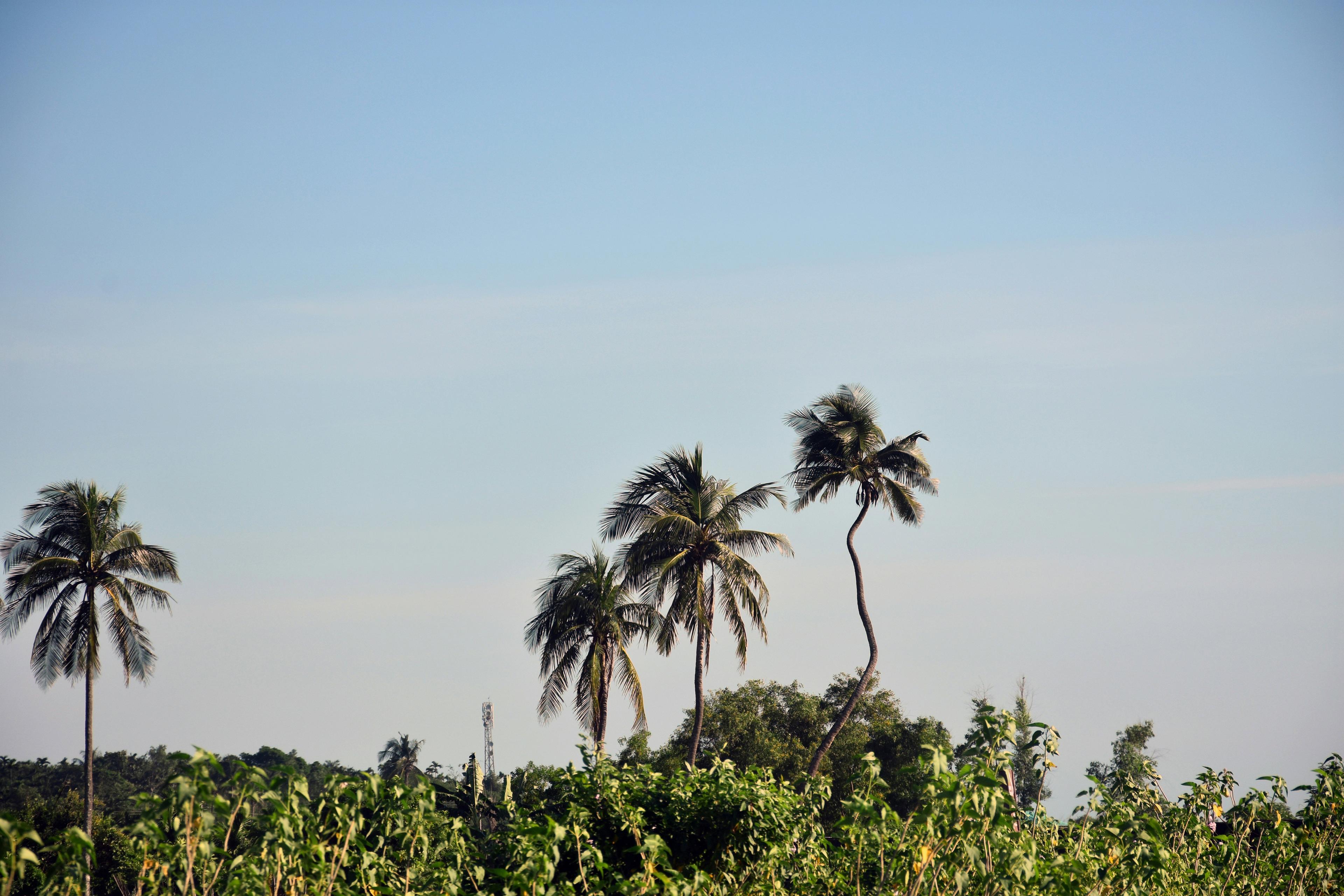 Hunting Adventures in Kédougou, Senegal: Wildlife, Species, Laws and Commnities, Hunting Legislation