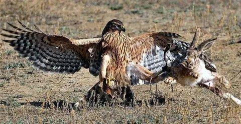 ATC Piacenza 1, vorzeitige Schließung der Hasenjagd angeordnet
