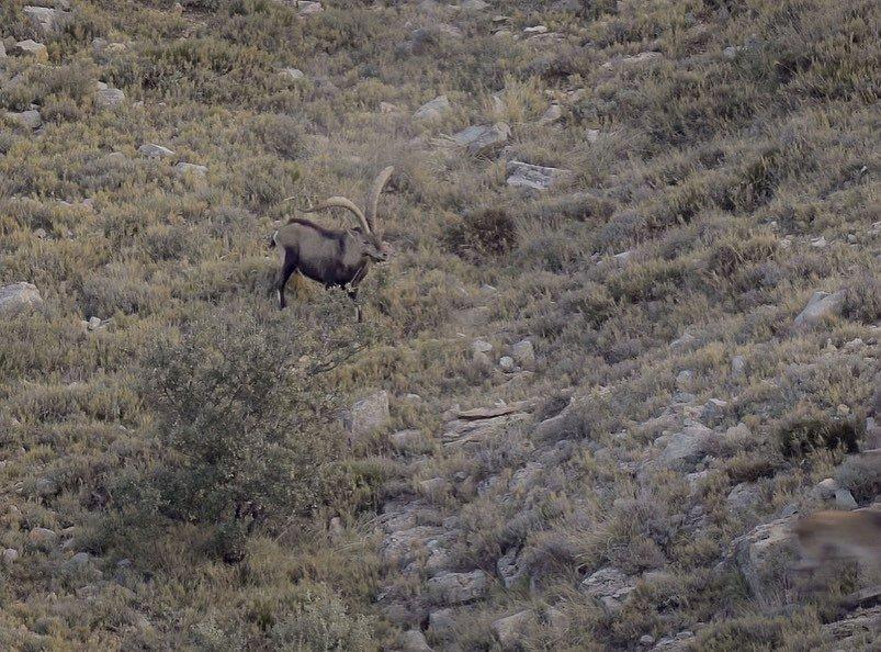 Outstanding Beceite Ibex spotted in one of our areas.