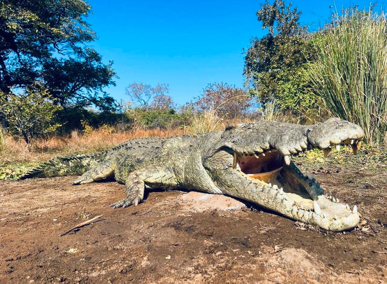 Crocodile Hunting in Zimbabwe & Mozambique: A Hunter's Guide