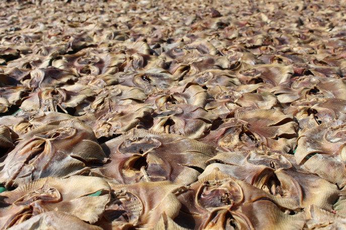 Checking illegal trade of marine life in Bangladesh: A long way to go