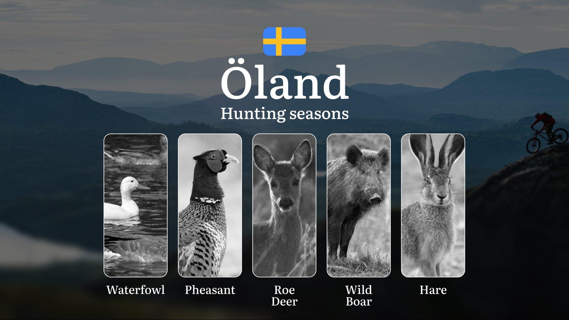 Hunting Periods and Local Rules in ÖLAND: Species You Can Hunt Throughout the Year, Seasonal Activity of Game, and the Steps to Get a Legal Hunting License in the Region