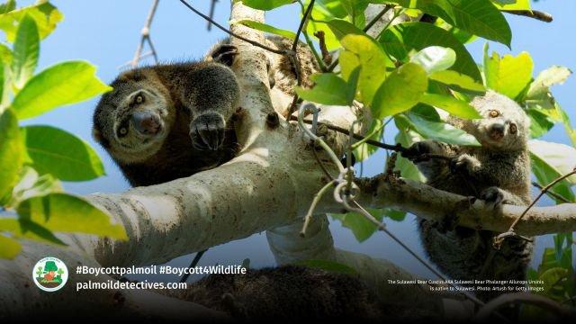 Bear Cuscus' are found on #Sulawesi #Indonesia they are vulnerable due to #palmoil #deforestation and #hunting.