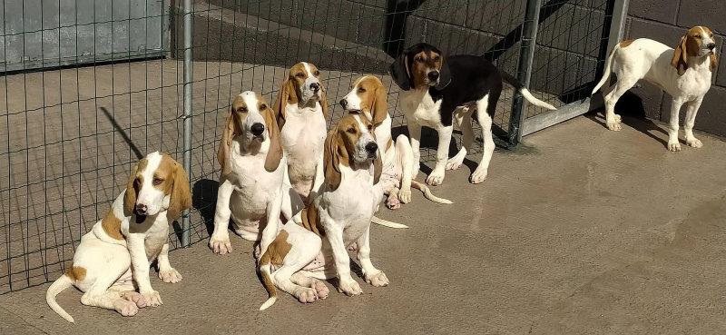 Chiots.