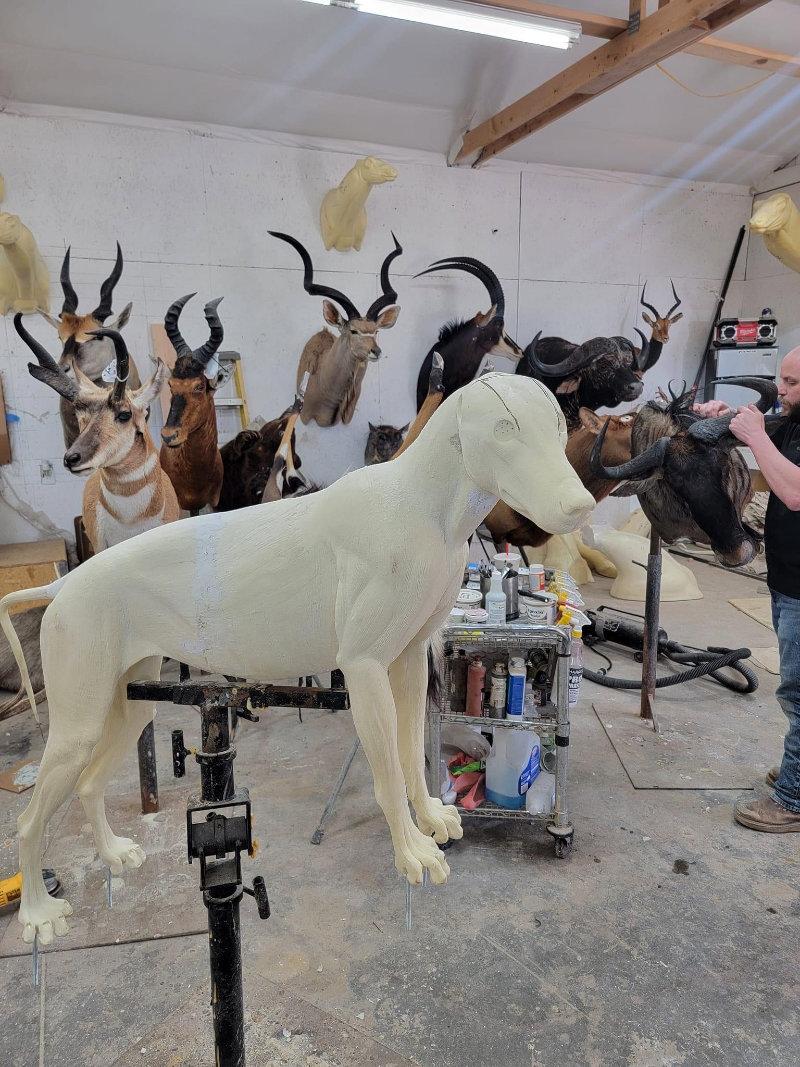 Time to put a wolf up.