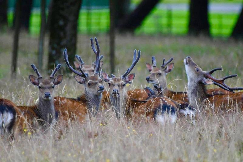 A healthy male herd of Sika stags photographed in Killarney National Park in recent days.