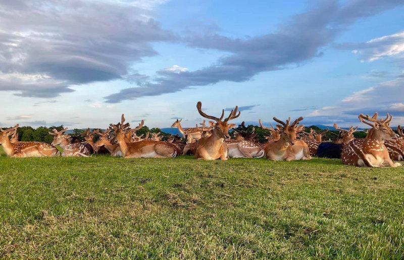 A male herd and solo female of Phoenix Park Fallow deer photographed in recent days