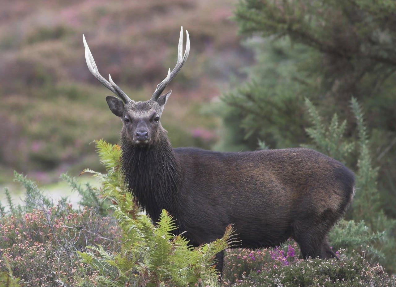 California offers a diverse range of hunting opportunities, from the majestic Sierra Nevada mountains to the sprawling Central Valley.