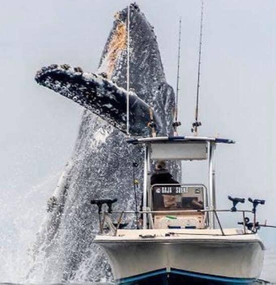 A humpback whale breaching the seas of California's Monterey Bay, right near to a fishing boat.