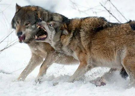 Jäger fordern flexibleres Wolfsmanagement in Europa