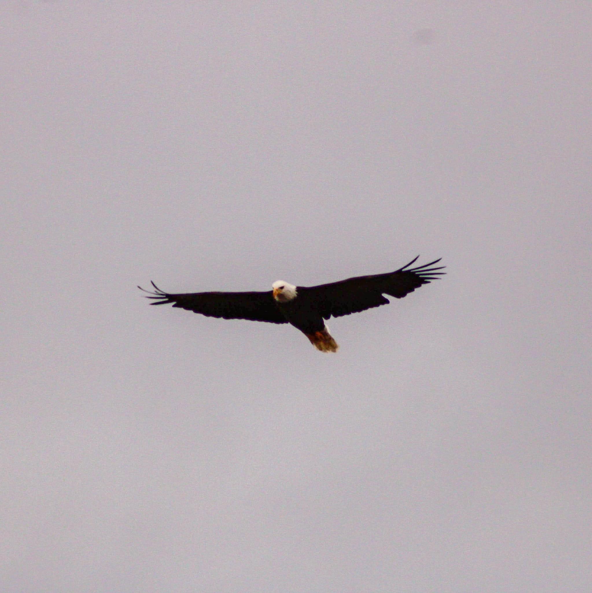 Honeymoon in Yellowstone