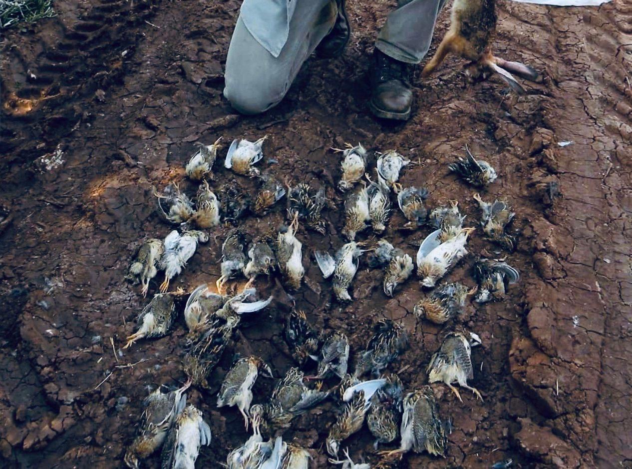 La Chasse à la Caille au Maroc : Guide Complet pour une Saison Réussie