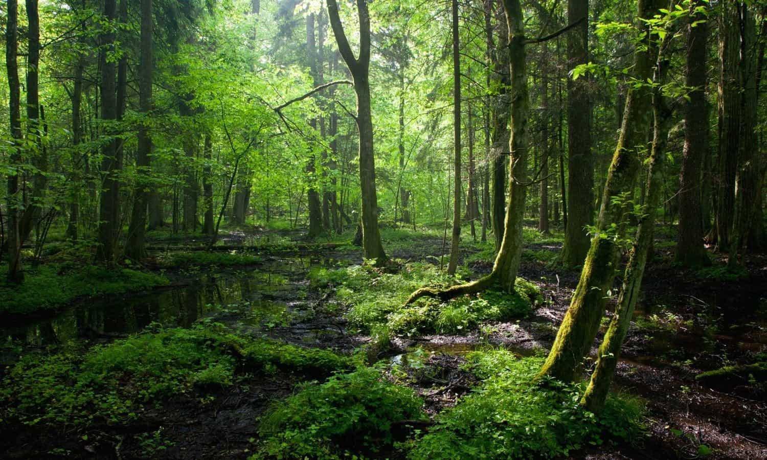 Intense winds cause Quebec forest to "breathe"