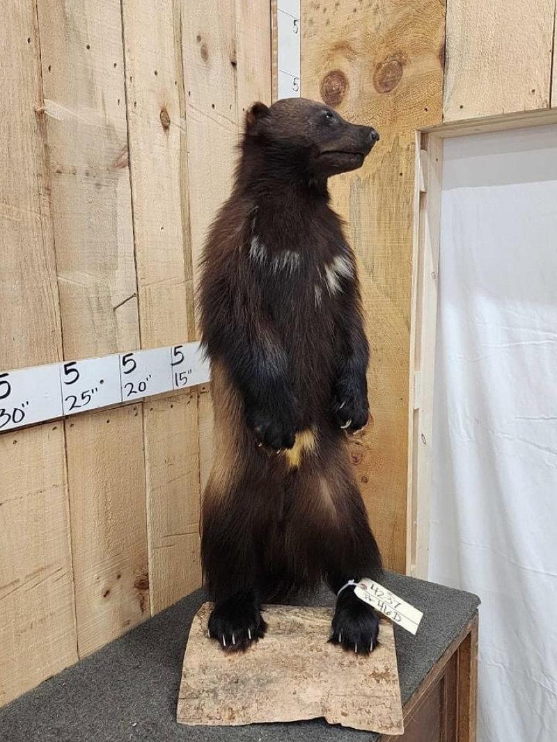 NICE Big Wolverine in today for the Premier Taxidermy  & art sale at the fall auction in Maquoketa Iowa
