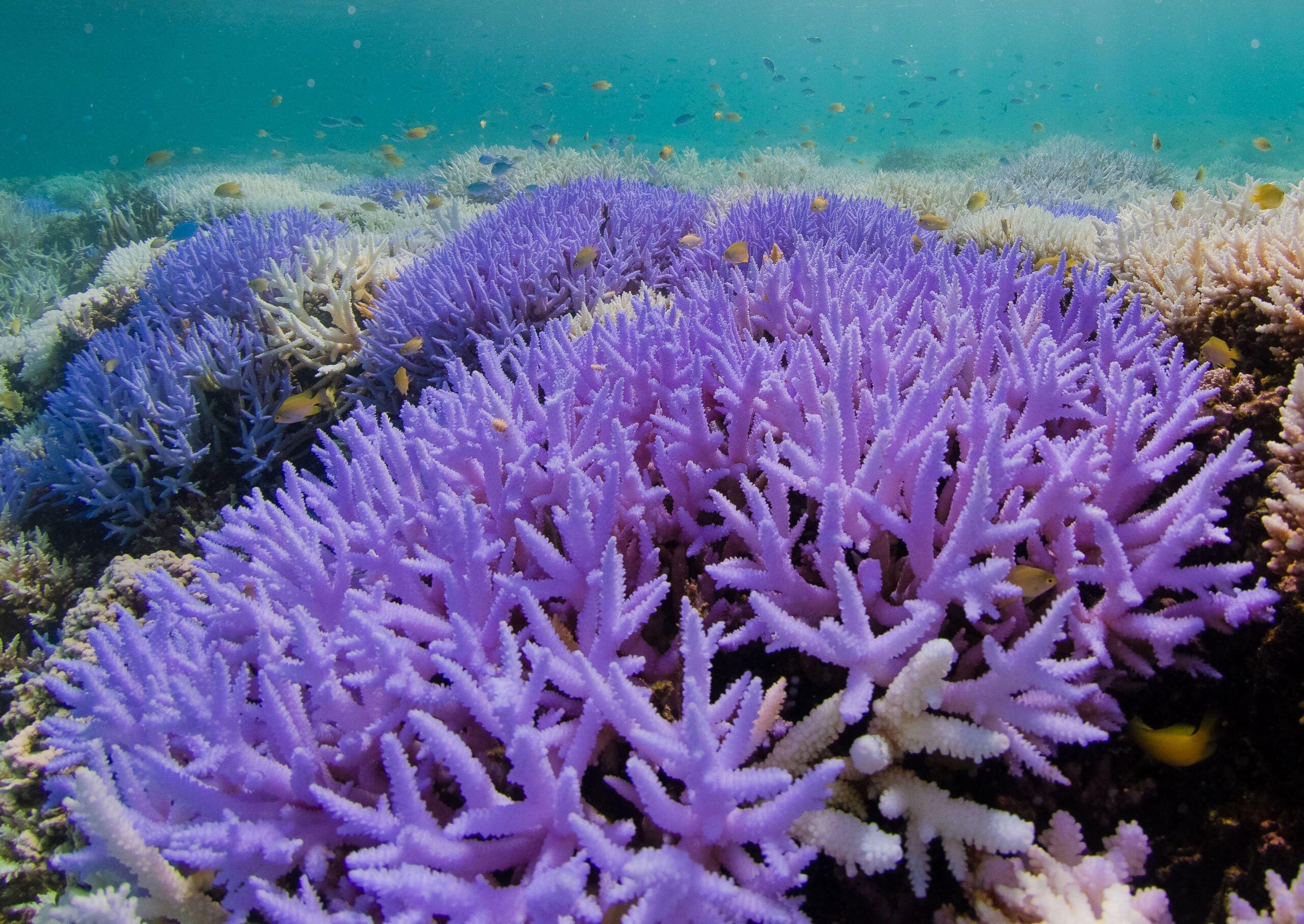 Dolphin poo plays 'significant role’ in helping coral reefs survive, says new study.