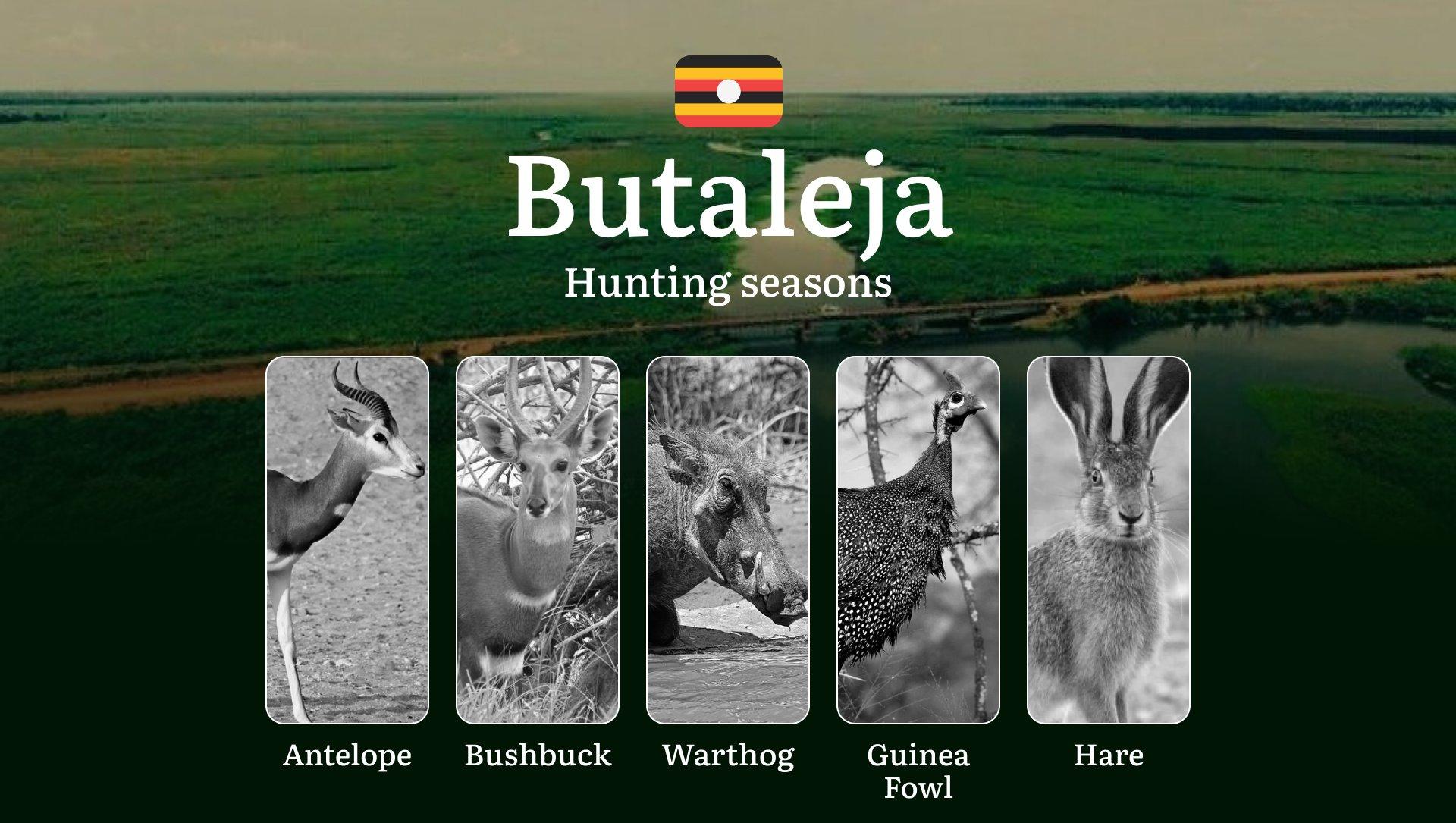 Butaleja: Designated Hunting Periods, Legal Limits and Seasonal Restrictions, Licensing Rules, Penalties for Violations, Planning, Timing, and Gear
