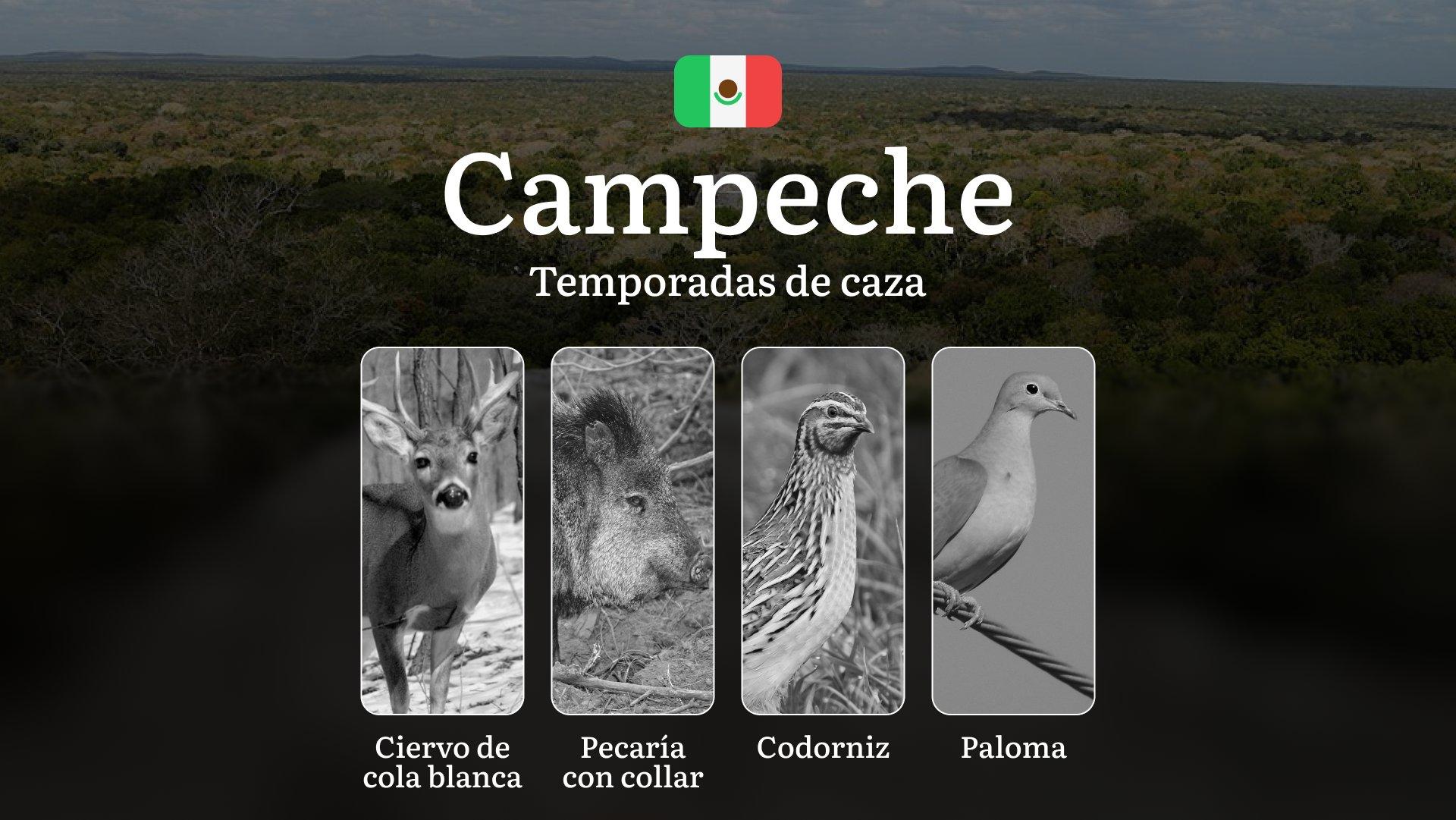 Temporadas y períodos de Caza en Campeche: Patrones Estacionales y Normativas, Cómo Obtener un Permiso 