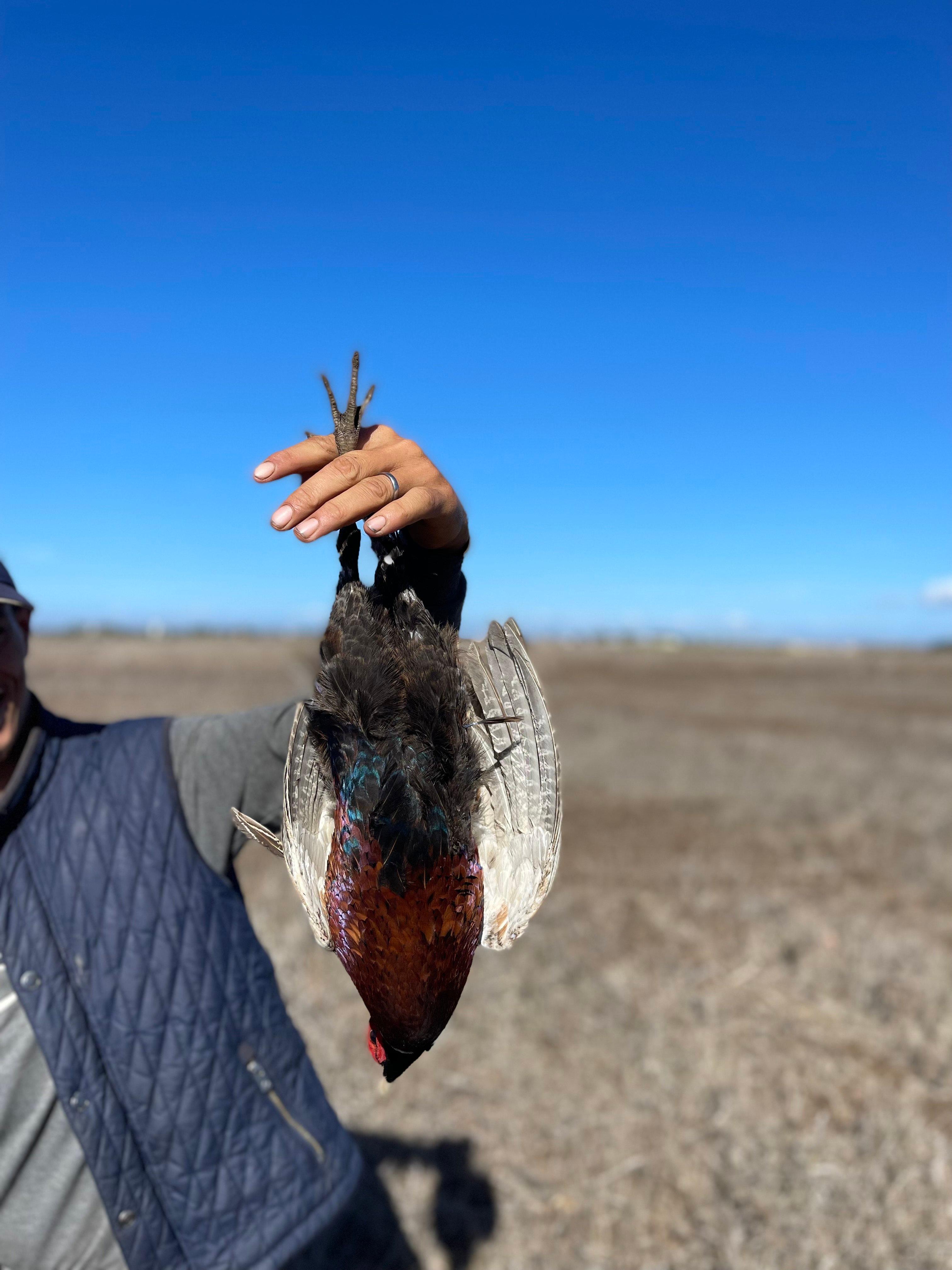 Pheasant Hunting in Morocco: Best Locations, Seasons & Costs 🦚