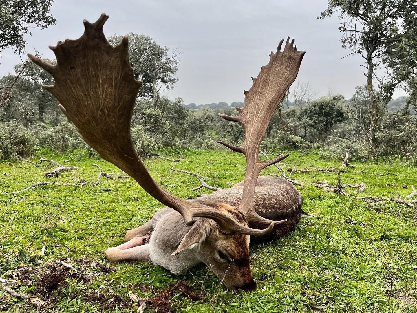 One of the amazing things about hunting in Spain is the wide variety of game that we have, turning into amazing opportunities once our hunters are done with their main quest.