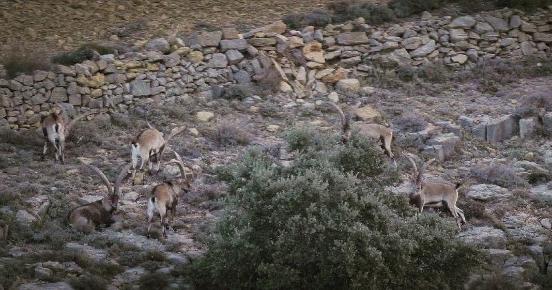 Pese a lo que muchos puedan creer, la primavera es un momento estupendo para cazar machos monteses en España.
