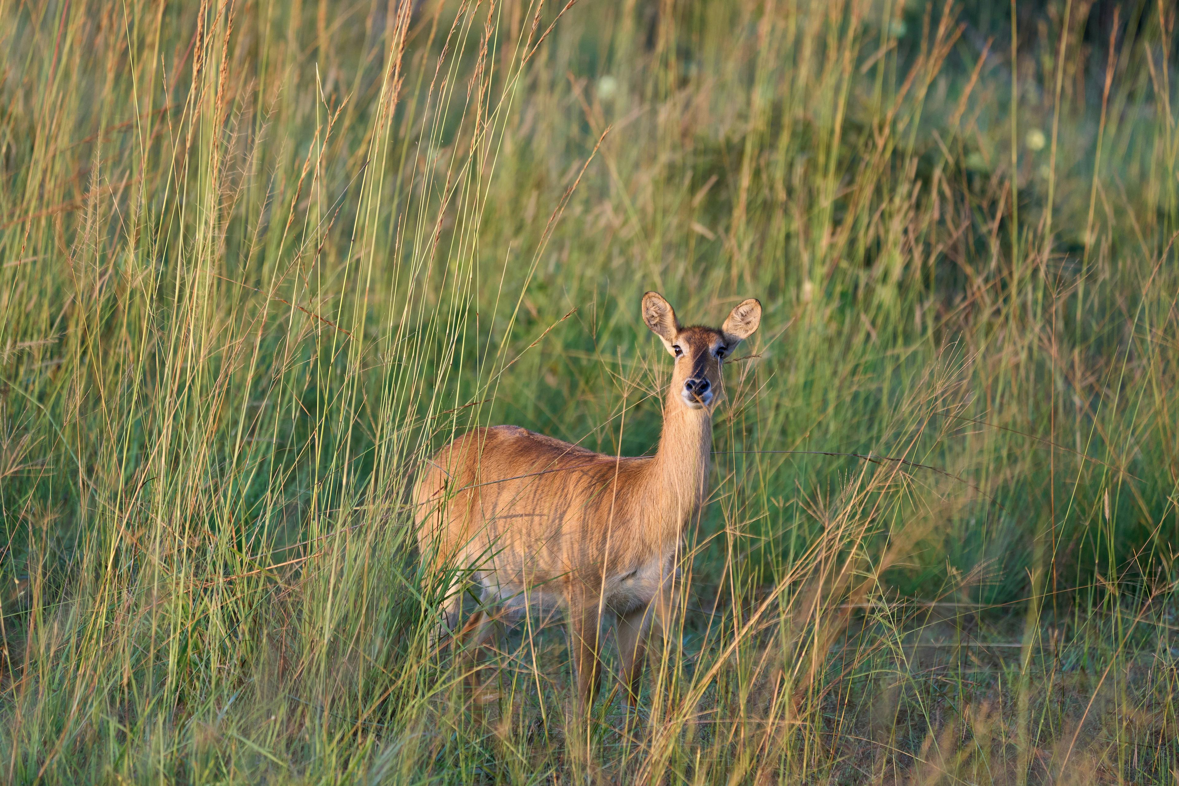Hunting in Eastern Zambia: The Ultimate Safari Experience in Africa's Wild Heart, Official Hunting Seasons, Interesting Facts About Hunting