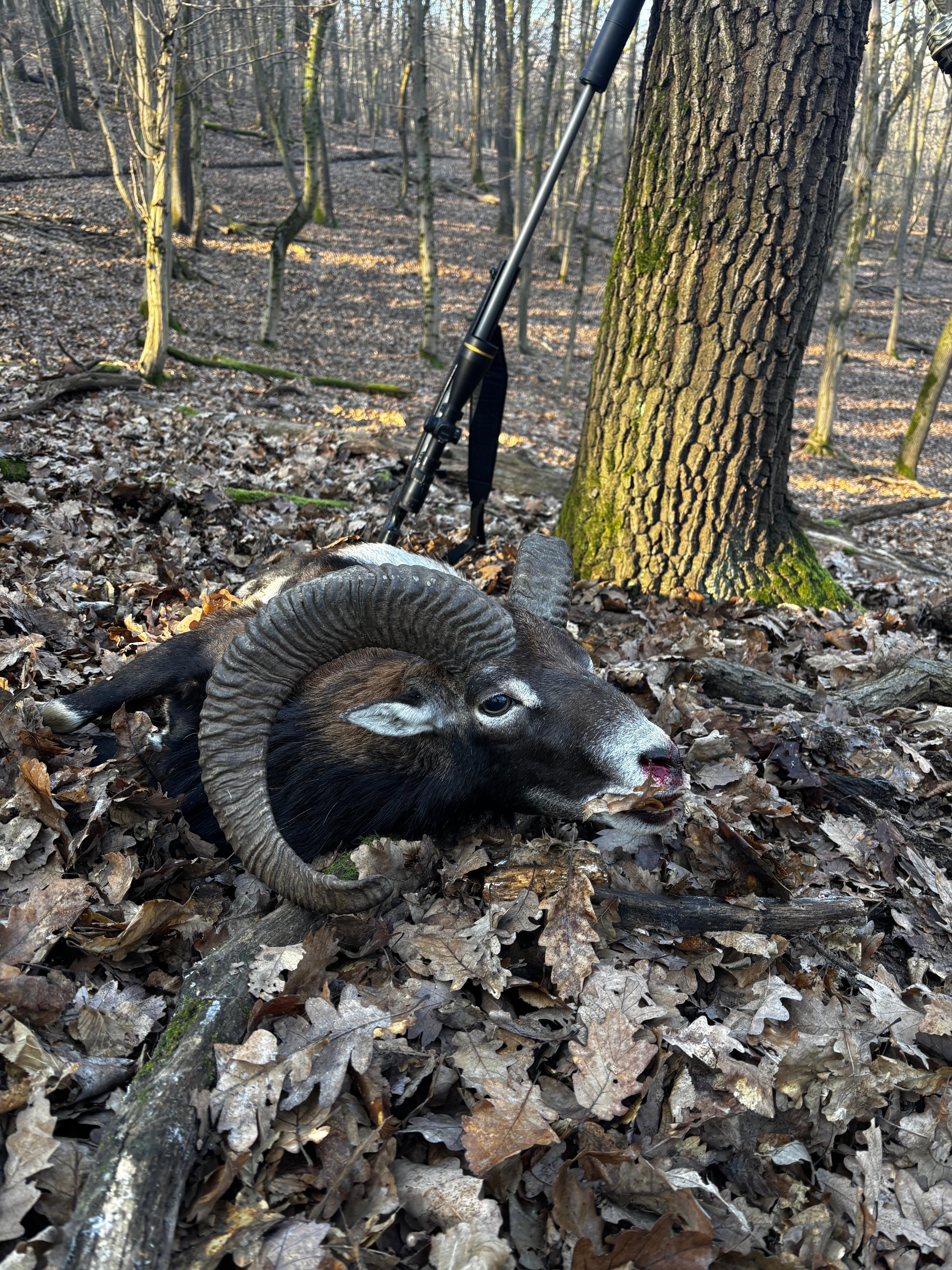 An unforgettable day in the Hungarian hills — proud to have taken a stunning trophy mouflon on this trip.