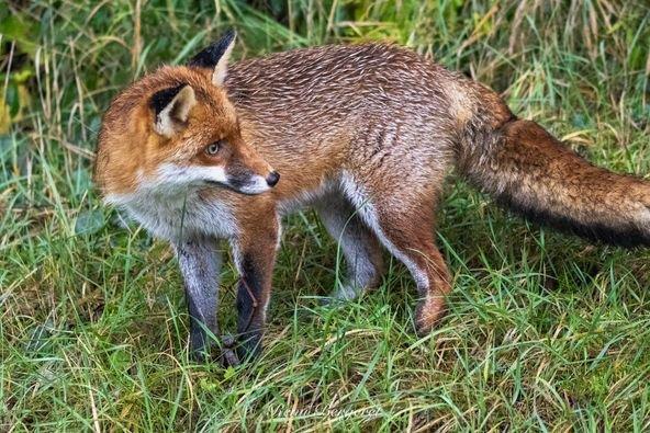 Maître renard 🥰 un peu humide par ce temps!
