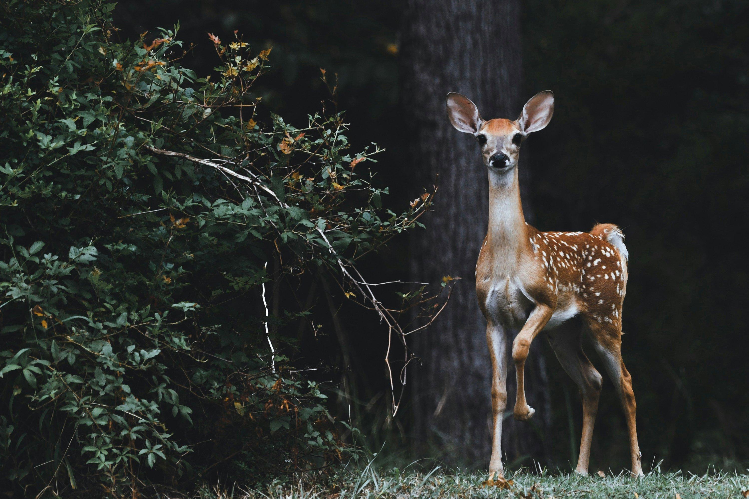 Chasse en HAUTS-DE-FRANCE: Saisons de chasse, clubs de chasseurs, réglementation locale et faune emblématique