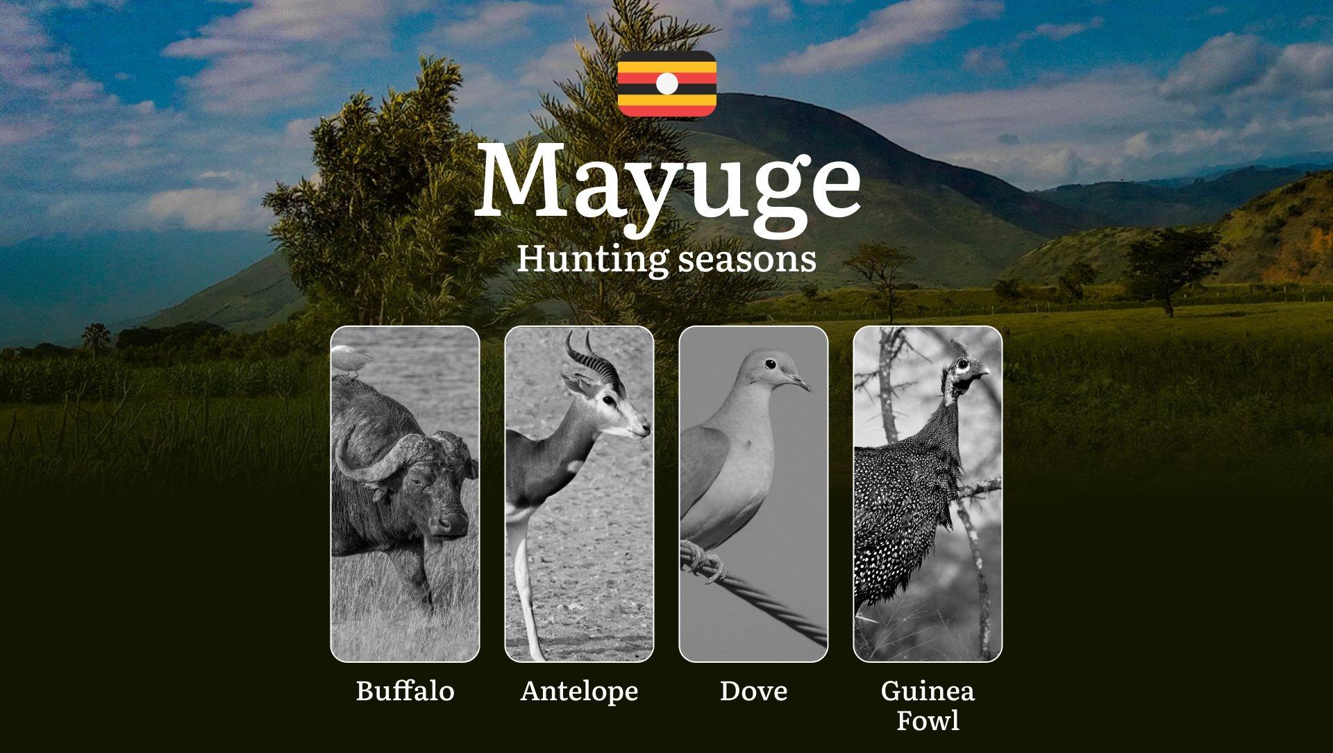 Hunting Season Dates in Mayuge: Regulatory Caps and Seasonal Closures, License Requirements, Penalties and Legal Outcomes for Infractions, Strategic Planning, Best Timing, Equipment Selection 