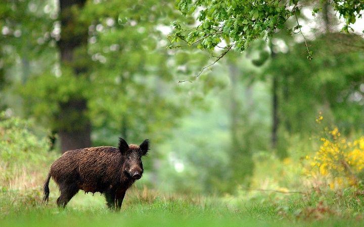 The Different Types of Hunting in Italy
