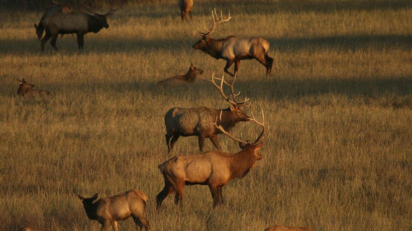 Montana releases new elk management plan