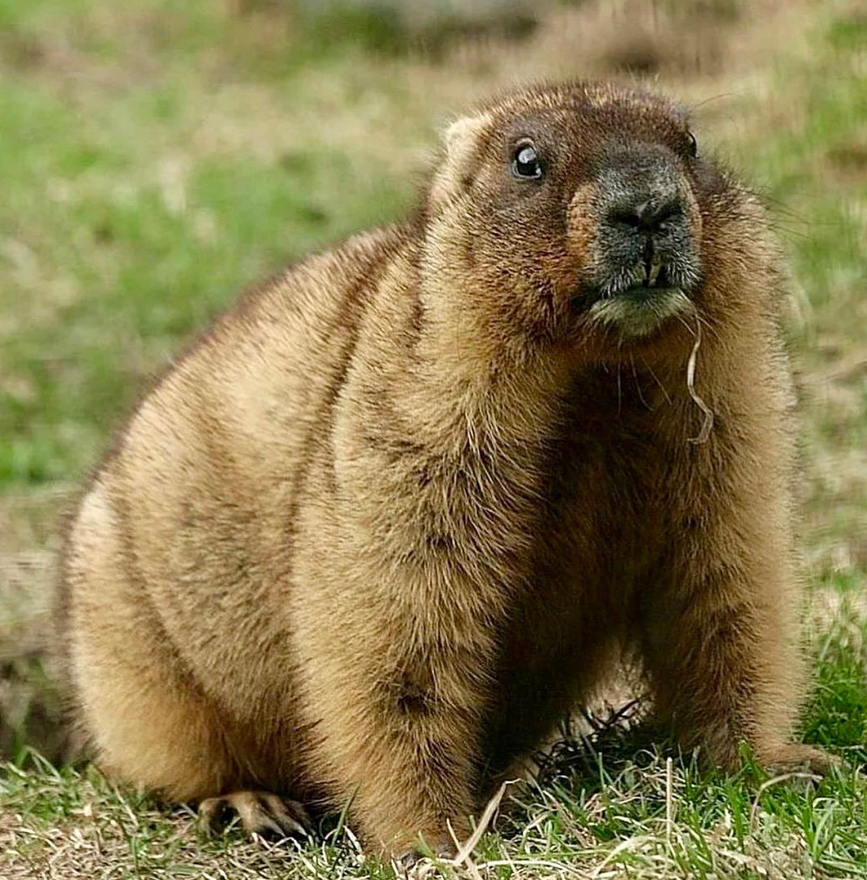 СУРОК БАЙБАК: описание, охота на сурка байбака, где обитает, сезон и методы добычи.