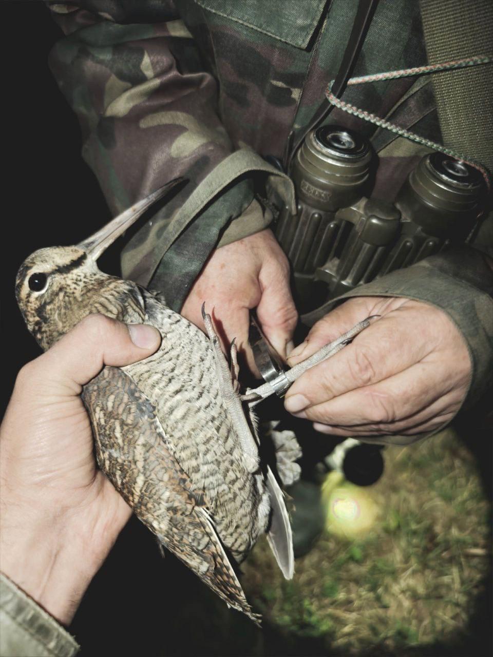 RINGS REVEAL THE SECRETS OF WOODCOCK