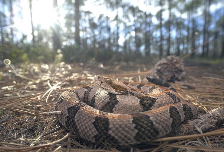 4 Tips to Prevent and Treat Snakebites in Dogs