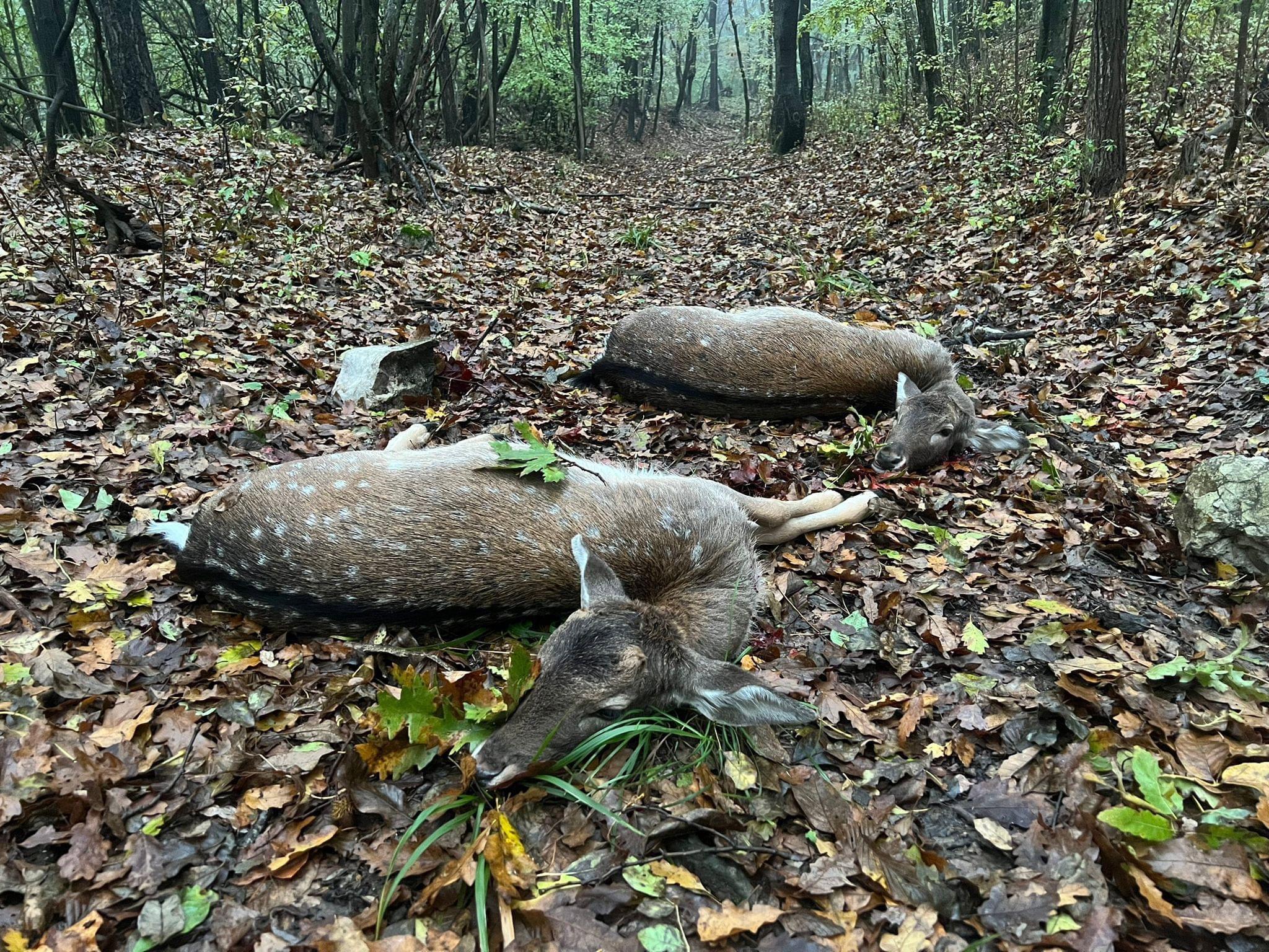 🇭🇺🐗🦌🌿