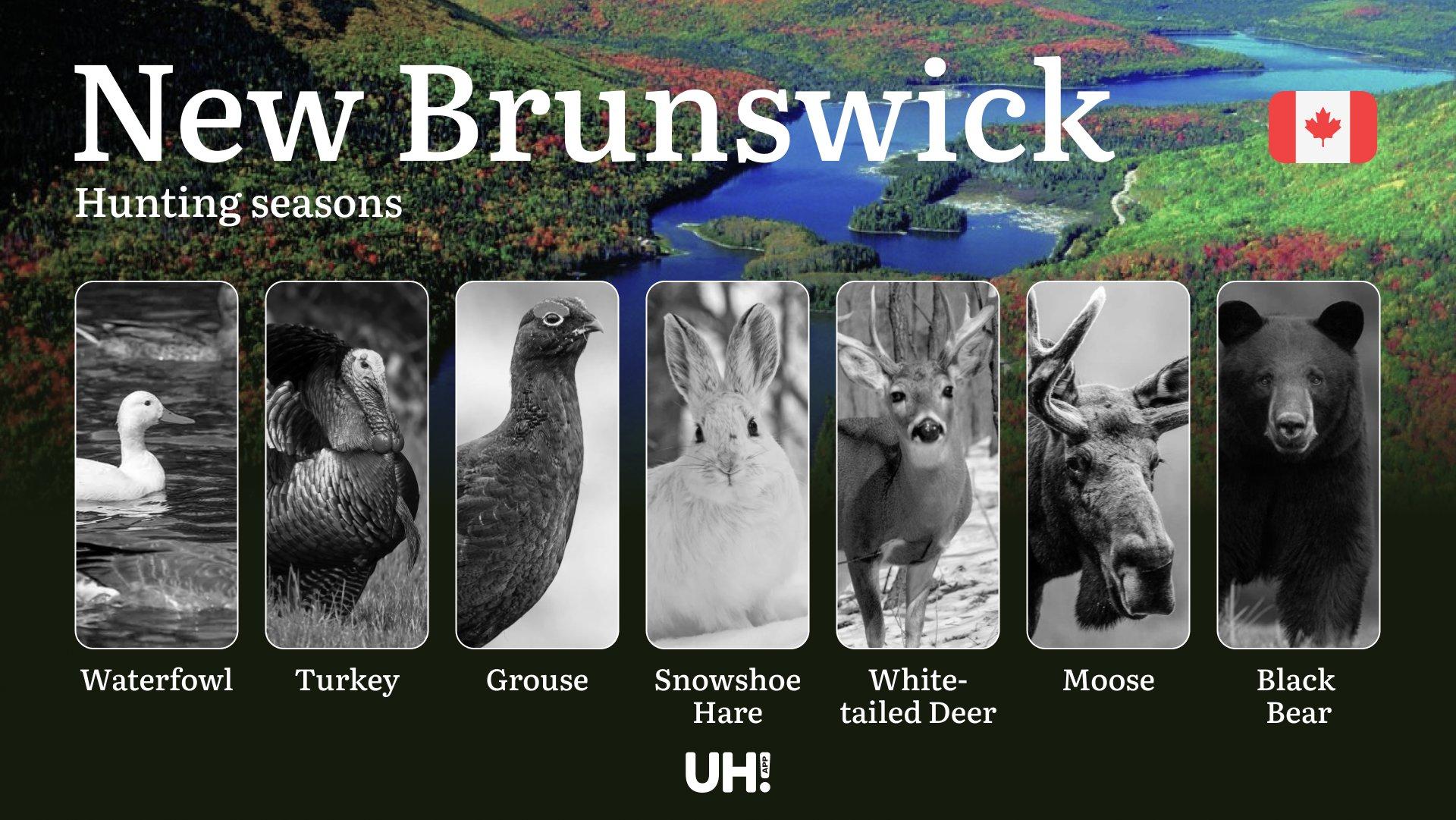 Hunting Seasons in NEW BRUNSWICK: Opening and Closing Dates, Required Licenses and Key Rules 