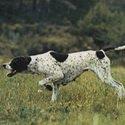 HUNTING DOG BREEDS: WHICH DOG TO CHOOSE FOR HUNTING
