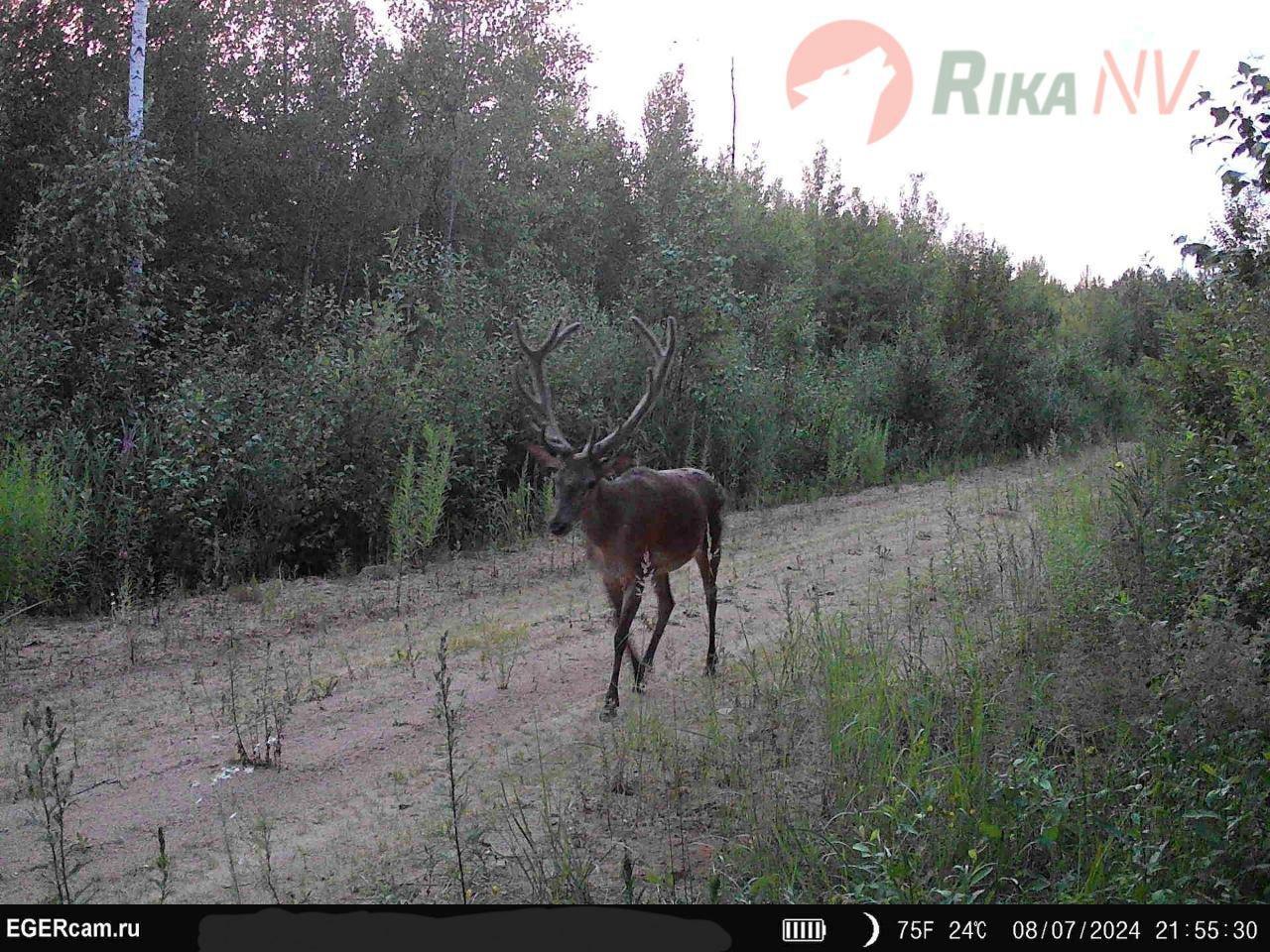 🦌📸Nedavno smo objavili snimku kamere zamke Alexandera Shkaptsova iz našeg RikaNV tima, koja prikazuje mali čopor vukova u zemlji.