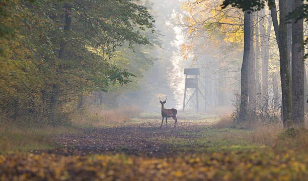 🍂 Hunting Season is Here!