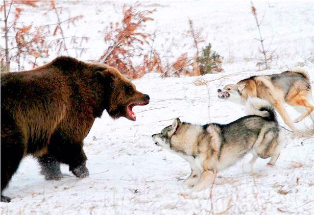Blood-thirsty dogs attack defenceless chained bear in ‘shameless baiting station’