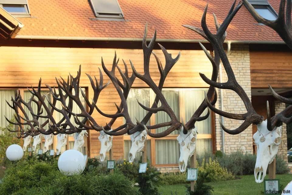 Trophy presentation at the governmental forest company in Somogy county , Hungary .