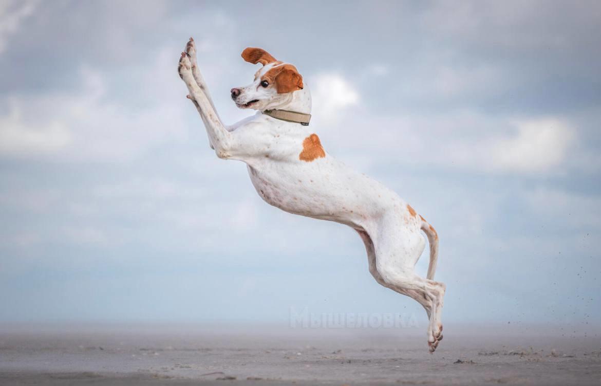 Финалисты конкурса Comedy Pet Photo Award