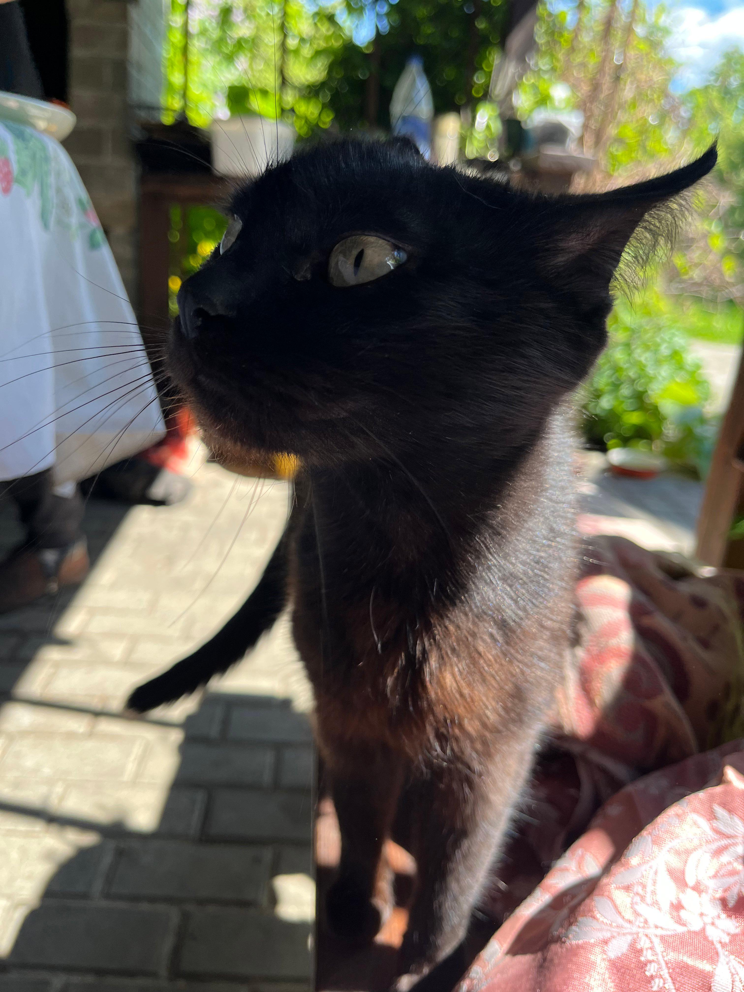 Кошька.