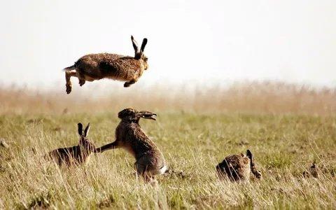 ATC Piacenza 1, vorzeitige Schließung der Hasenjagd angeordnet