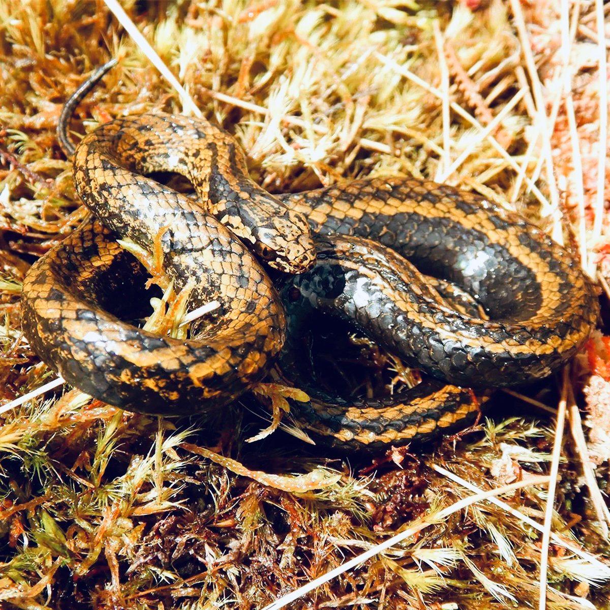 A new species of snake was named in honor of Harrison Ford.
